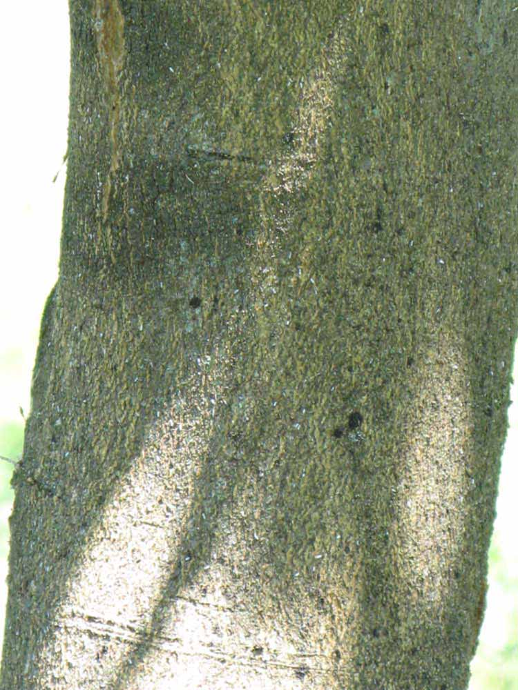              Bark (Winter Haven, FL)       